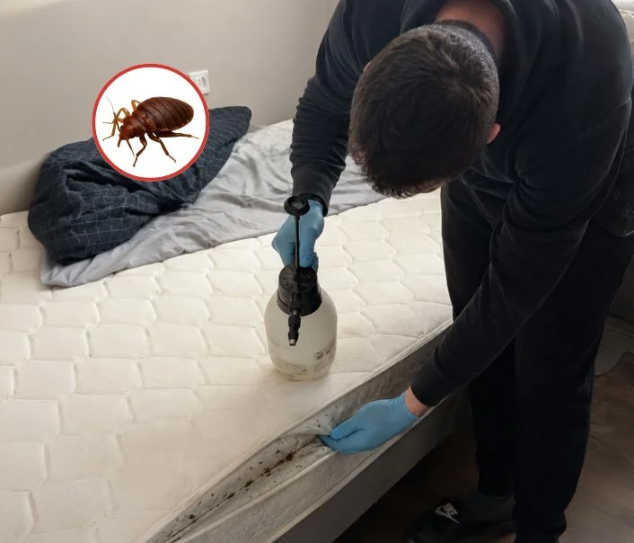 Technicien traitant un matelas contre les punaises de lit à Coupvray